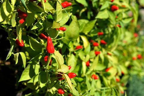 Hawaiian chili pepper plant