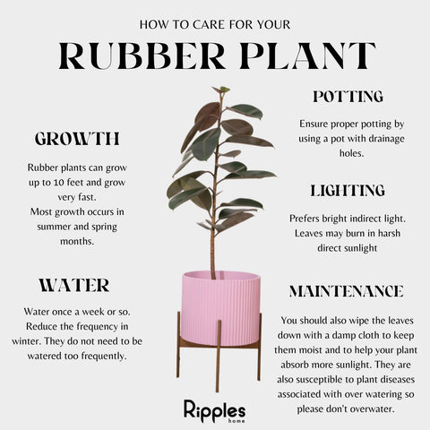 Plant Care Tips for Rubber Plant