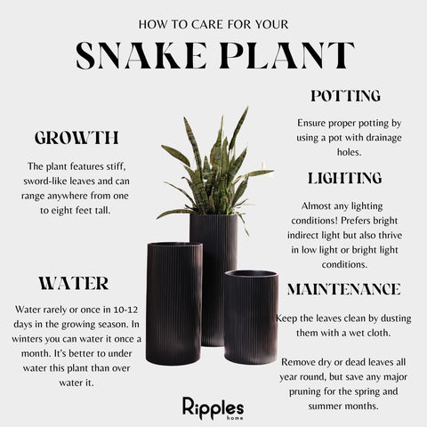 Plant Care tips for Snake Plant