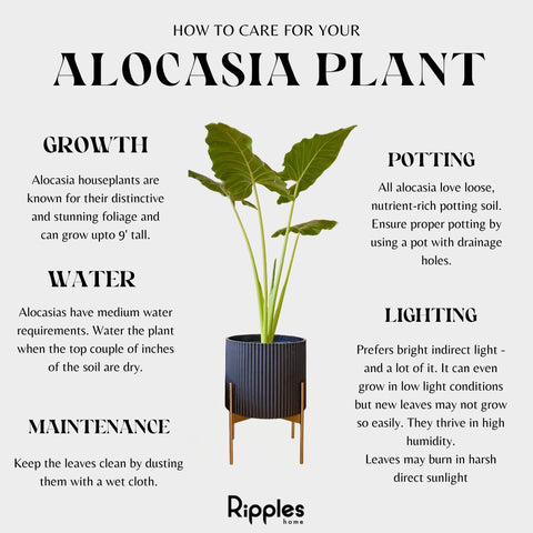 Plant Care Tips for Alocasia Plant