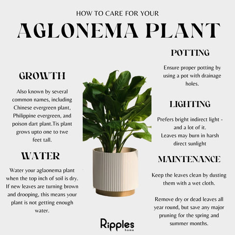 Plant Care tips for Aglaonema Plant