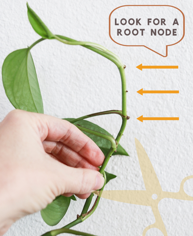 Where to find the node of the plant for propagation?