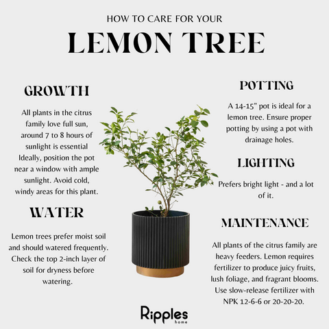 Plant Care Tips for Lemon Tree