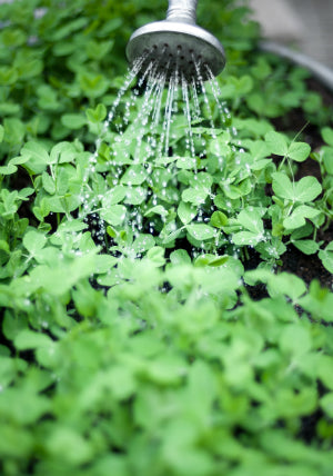 watering plants