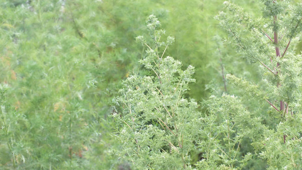 Artemisia annua