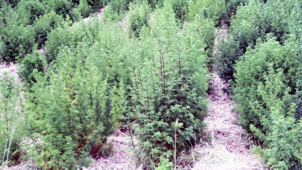 Artemisia annua Healing Garden