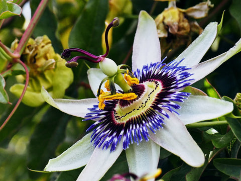 Passiflora