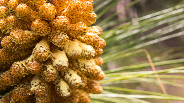 Pine pollen, Kiefernpollen, Testosteron, Healing Garden, Healing Garden Tenerife, Pine pollen Tinktur, Kiefernpollen Tinktur, Pine pollen Extrakt, Pine pollen kaufen, Pine pollen Extrakt kaufen