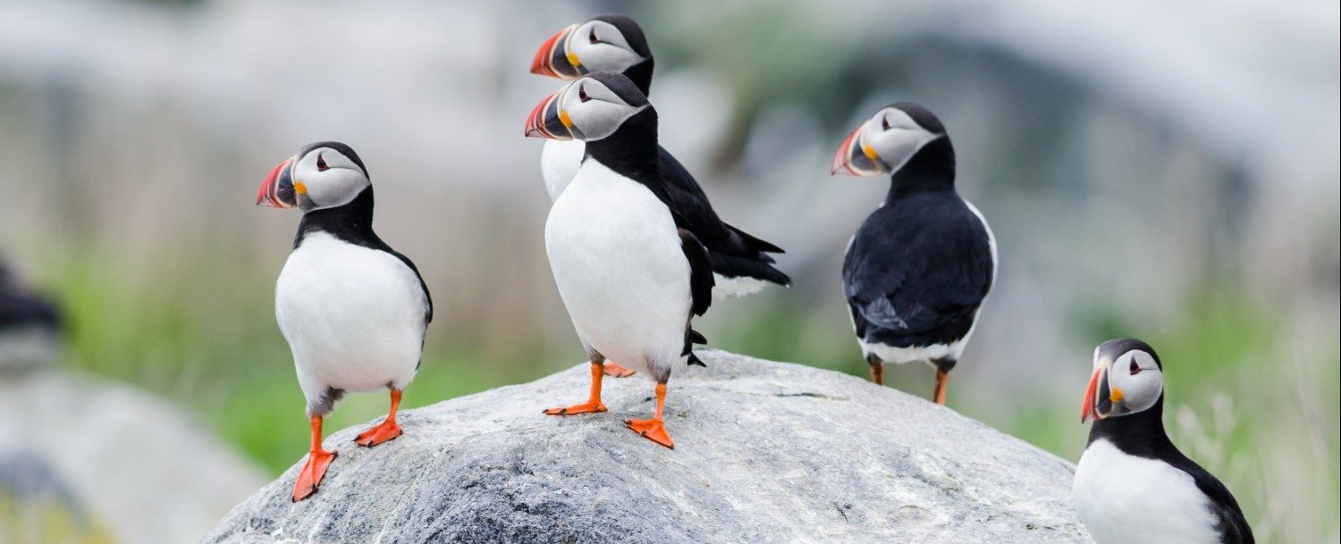 Atlantic Puffins - Puffin Gear - Made in Canada Hats