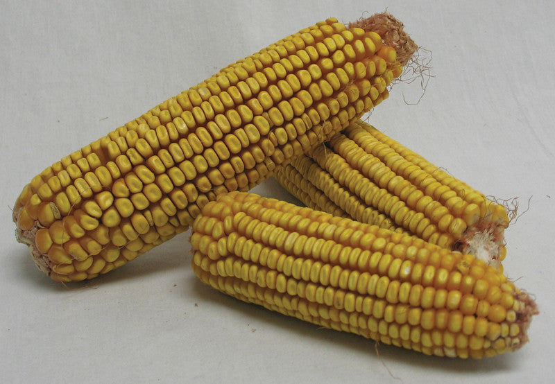 Corn On The Cob 40 Pound (298745)