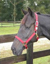 Nylon Adjustable Horse Halter With Chin Strap 1" - Large Red (1das Lgrd)