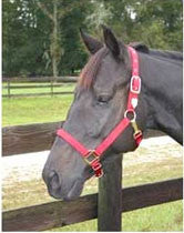 Nylon Adjustable Horse Halter W/ Chin Strap 1" Red - Average (1das Avrd)