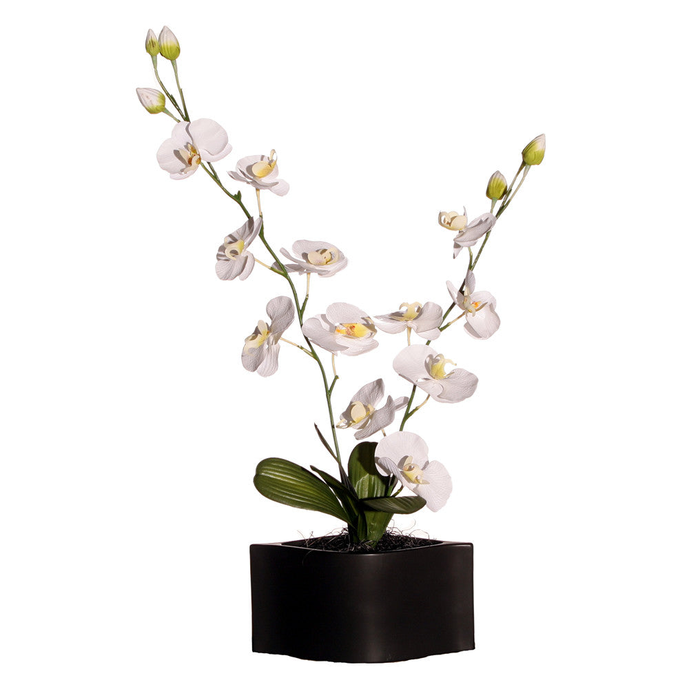 Orchid In Black Ceramic By Vickerman