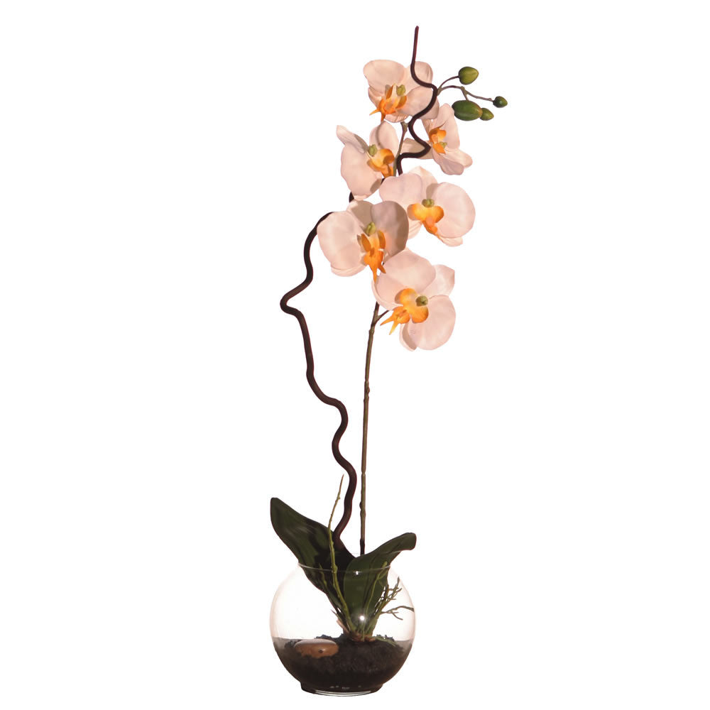 Orchid In Soil By Vickerman