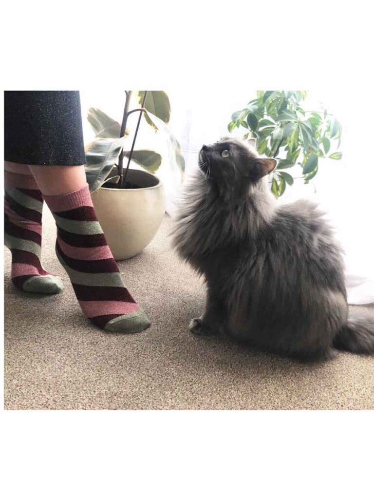 Sparkly Stripe Socks and Cats