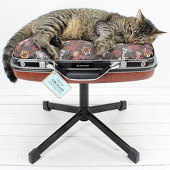 cat suitcase bed