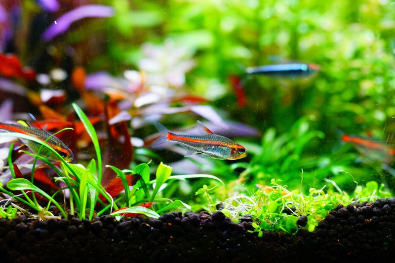 Best Floating Aquarium Plants