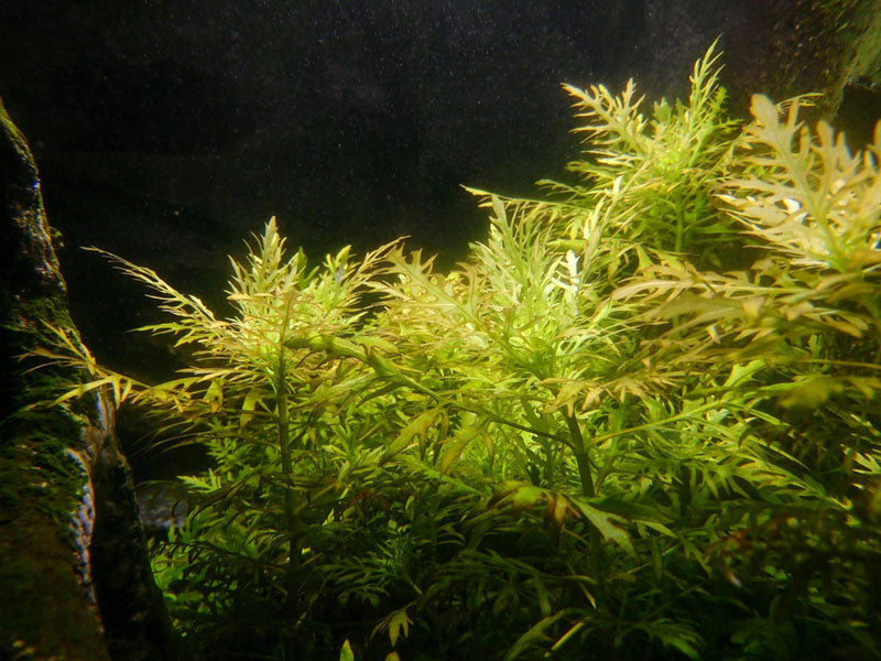 Freshwater Aquarium Plants