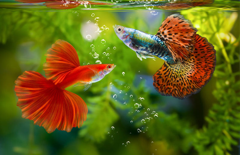 Water Testing in Aquariums and Ponds 