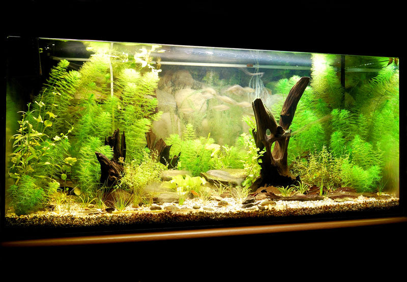 aquarium lights for plants