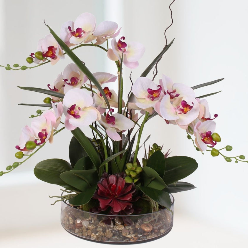 Dainty Pink Cream Silk Phalaenopsis Orchid & Succulent with Natural Pe ...