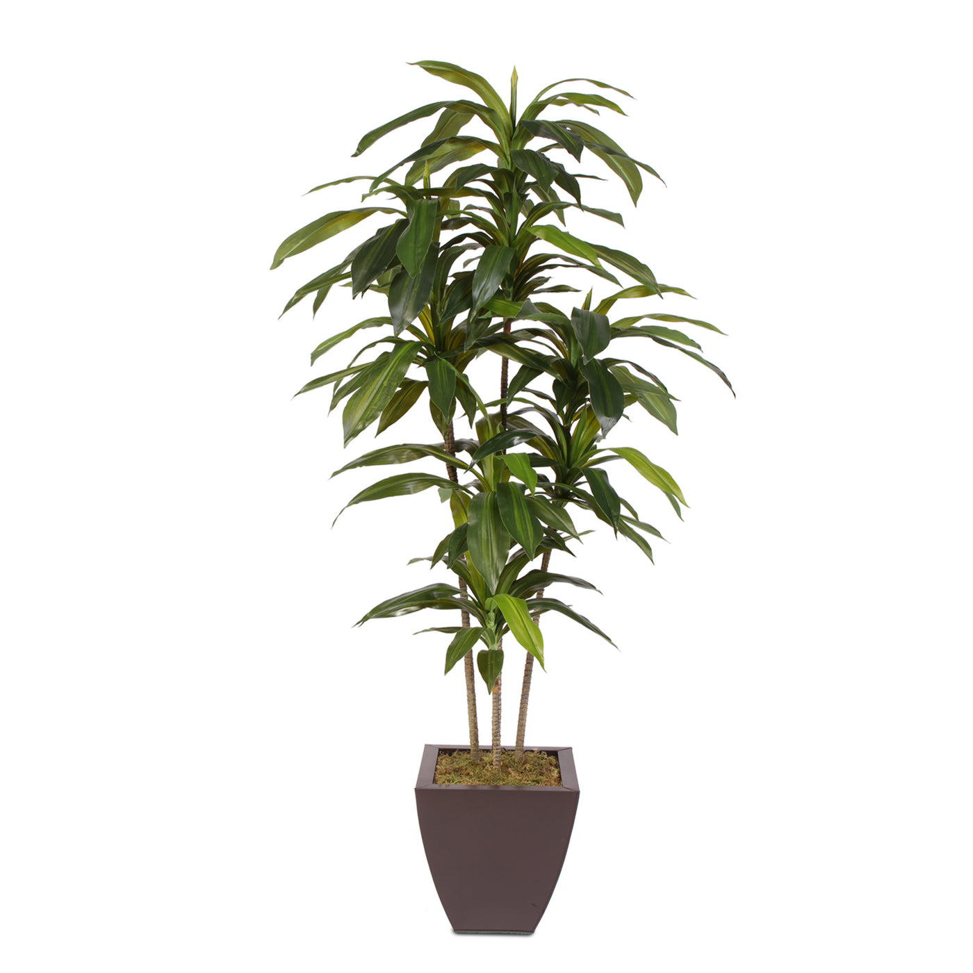 5 Feet Real Touch Artificial Dracaena Tree in Metal Planter Online ...