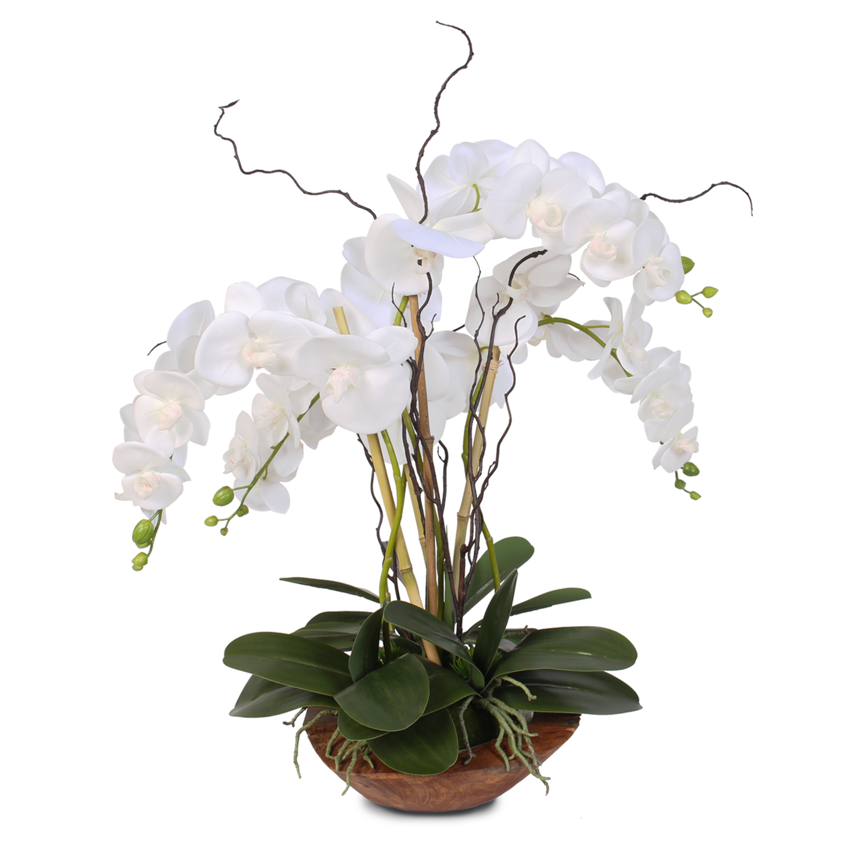 Real Touch Phalaenopsis Silk Orchid with Curly Willow in Natural Teak ...