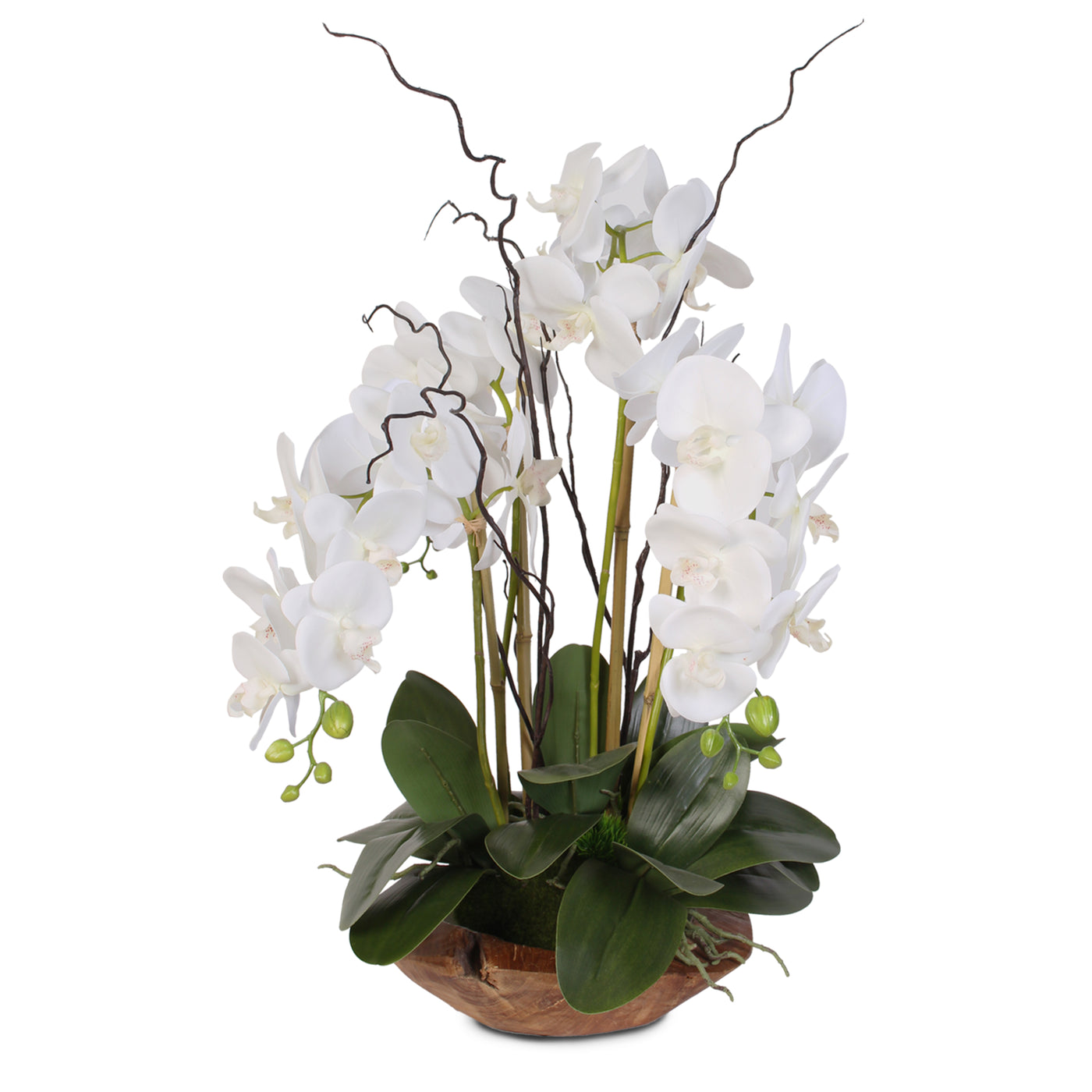 Real Touch Phalaenopsis Silk Orchid With Curly Willow In Natural Teak Jenny Silks 1574