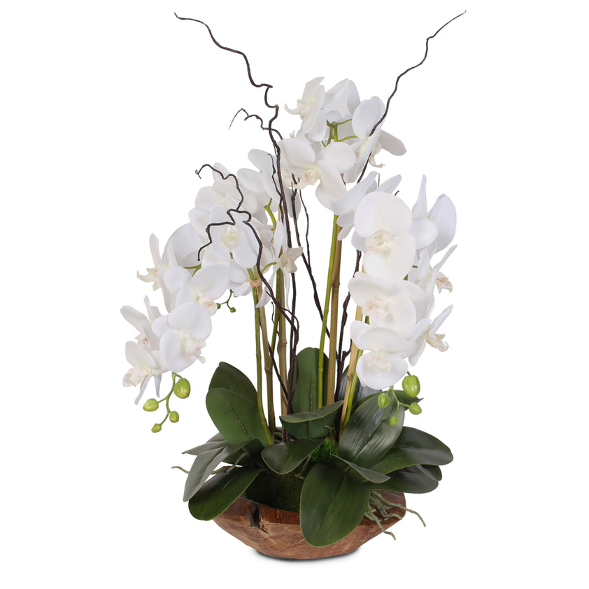 Real Touch Phalaenopsis Silk Orchid with Curly Willow in Natural Teak ...