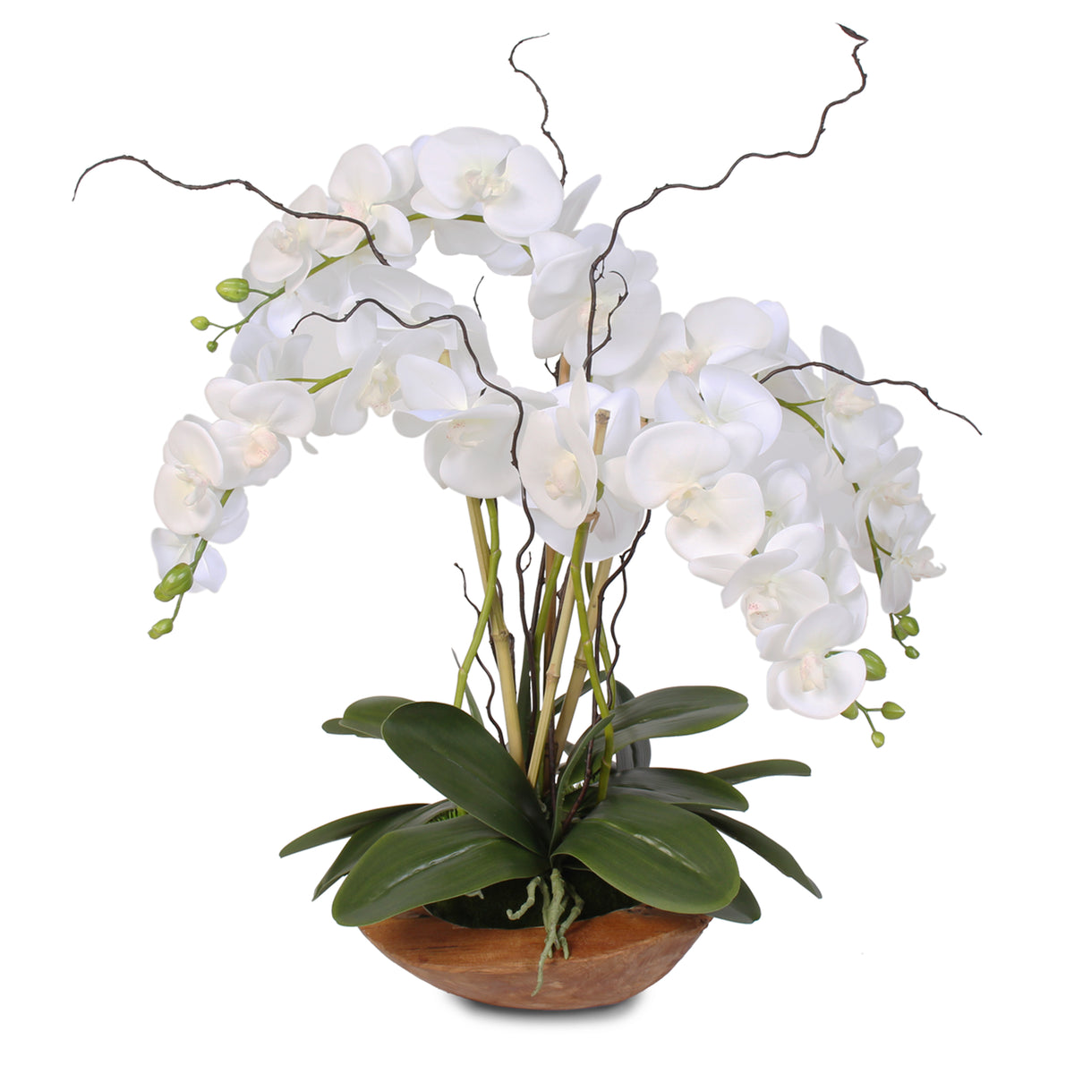 Real Touch Phalaenopsis Silk Orchid with Curly Willow in Natural Teak ...