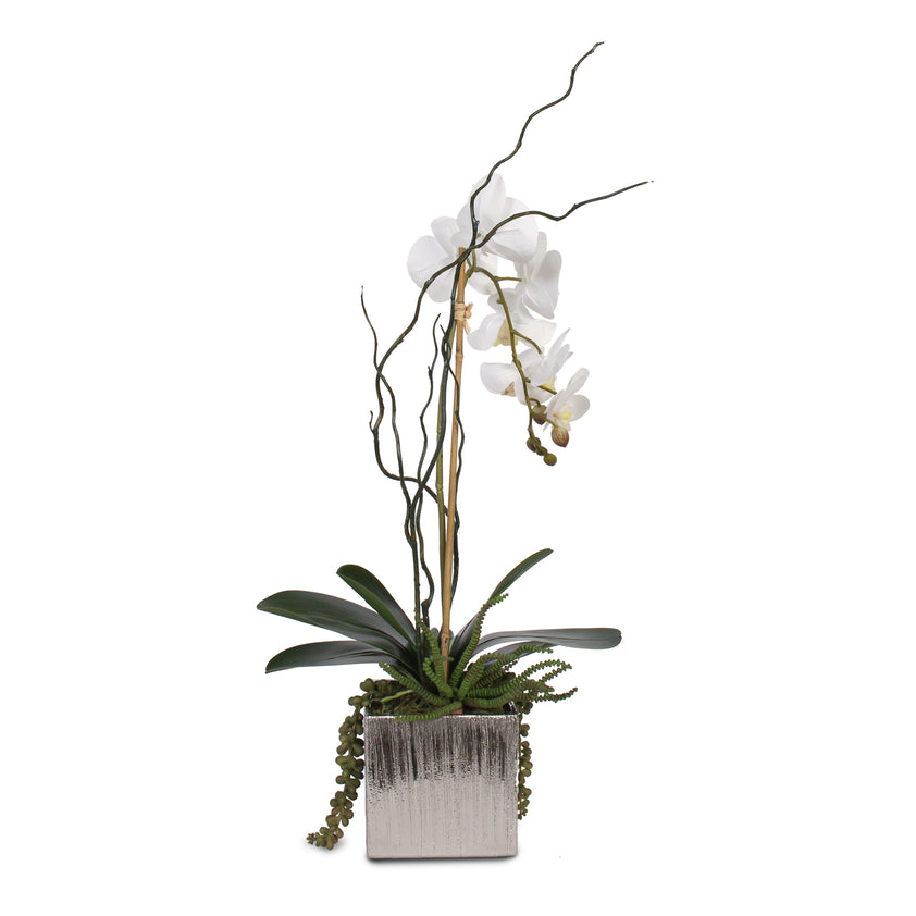 Real Touch White Phalaenopsis Orchid with Succulents in Silver Ceramic ...