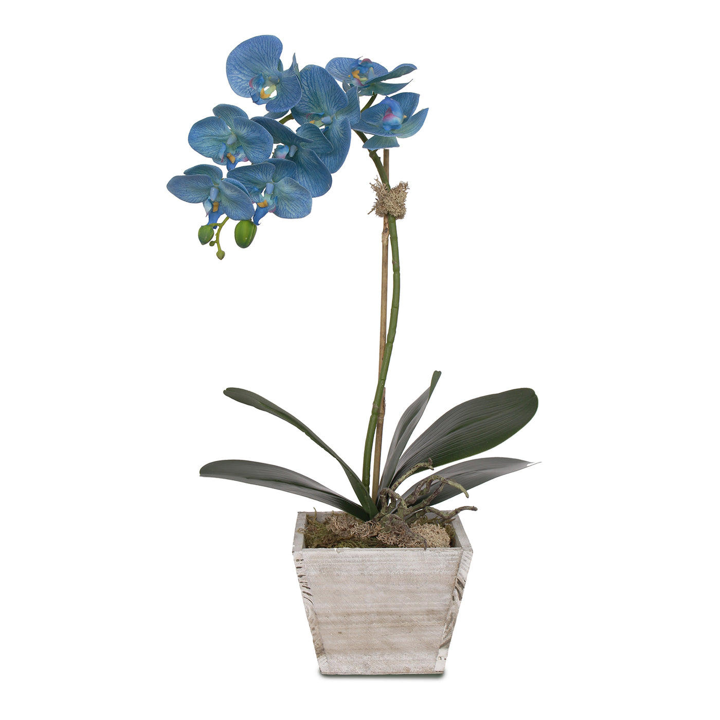 Real Touch Blue Silk Phalaenopsis Orchid In White Wash Wood Planter F Jenny Silks