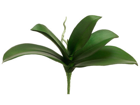 Phalaenopsis Leaf Stem (6 Leaf Stems Total) #HSL212-GR – Jenny Silks