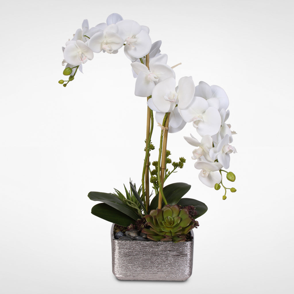 artplants.de Orchidea phalaenopsis Artificiale Cecile, Vaso di Ceramica,  Bianco, 100cm - Orchidea Finta - Fiore di Seta : : Casa e cucina