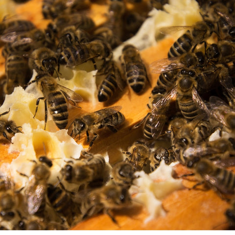 How do bee colonies work