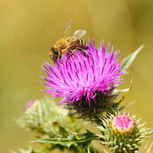 Bees on buckwheat flower