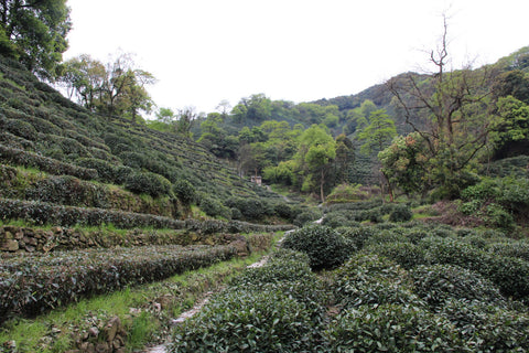 Shi Feng Dragon Well green tea garden Hangzhou city