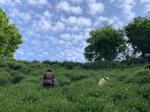 Green tea Pre-ming harvest field true origin