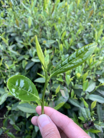 liu an gua pian melon seeds green tea