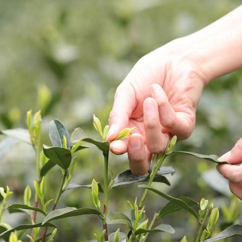 Dragon well longjing green tea picking standard