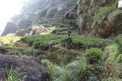 Wuyi rock tea mountains single grove