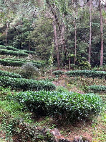 Wuyi Rock Oolong Ma Tou Yan Rou Gui