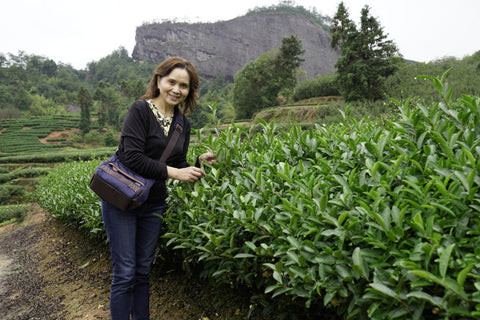 Wuyi rock oolong tea garden rougui