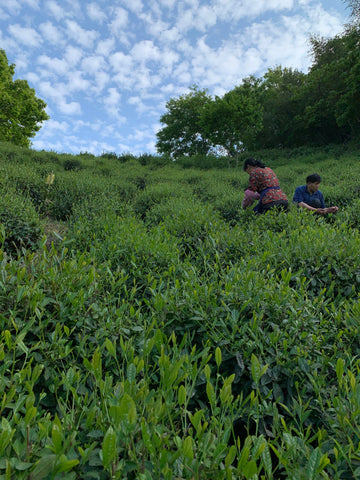 Lu An Gua Pian green tea garden