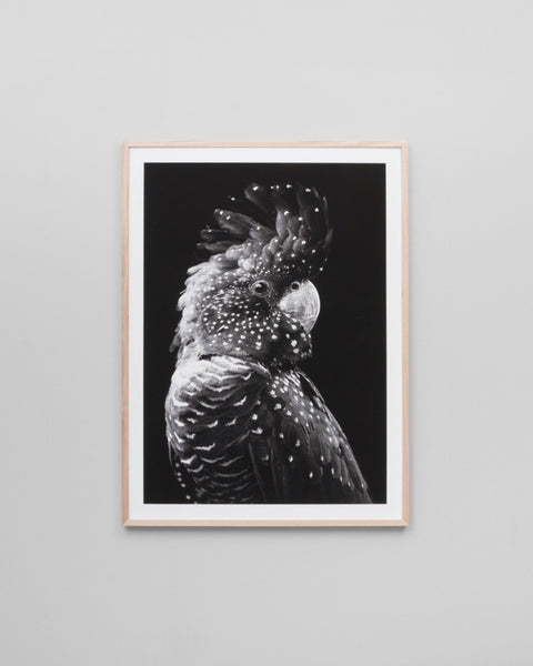 black cockatoo print dom