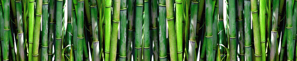 Why bamboo? The benefits of bamboo bras and underwear – B Free