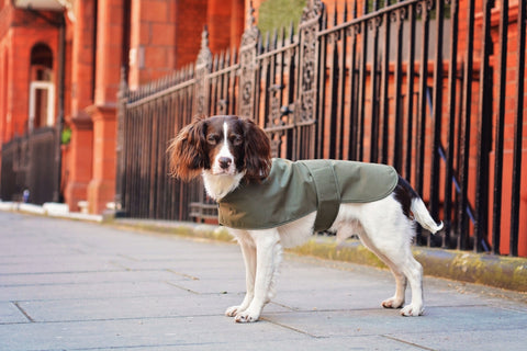 manteau de chien d’hiver 