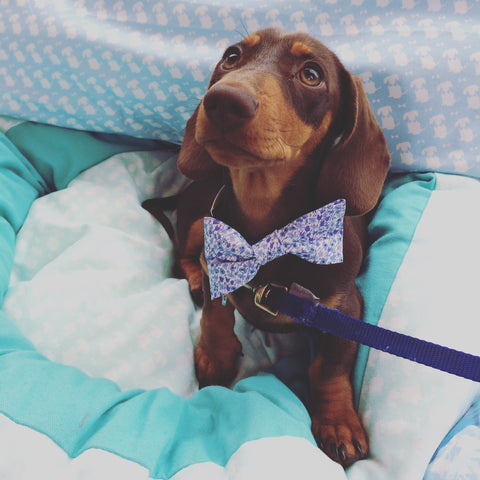 Dog Bow Tie