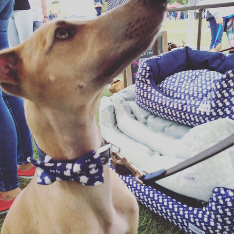 dog bow tie for Whippet