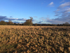 Dog walking in Bushy Park 